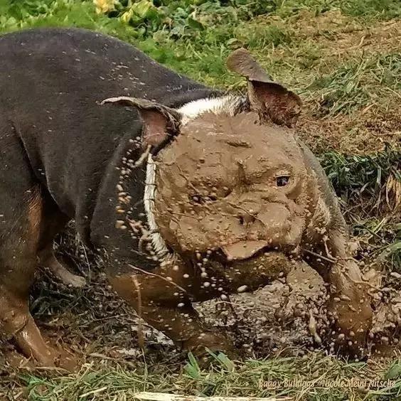 一梦谈狗：英牛那么丑，价格又贵，为什么还有那么多人养？