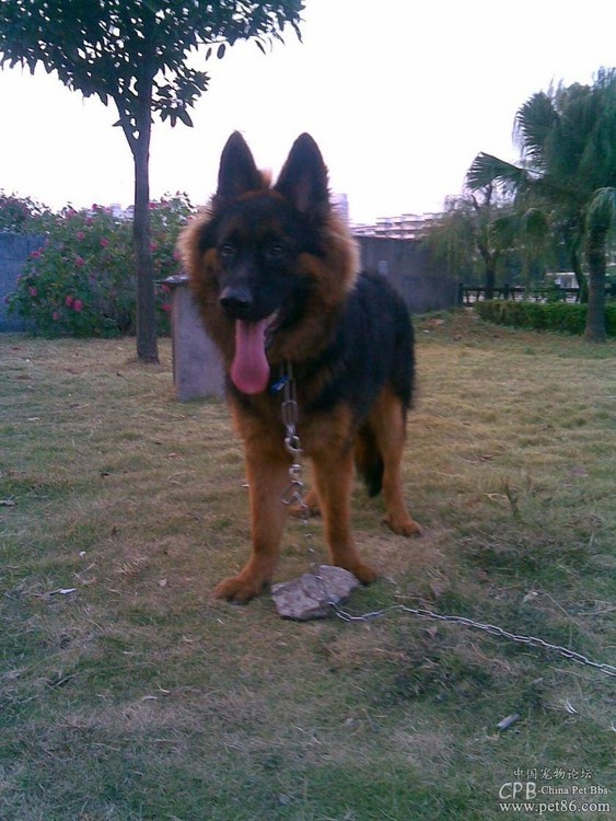 宠物狗买多少钱的合适养,狗的价格表宠物狗种类