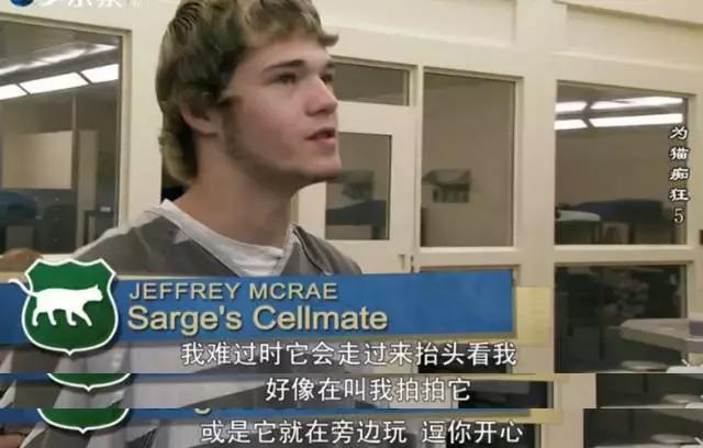 吸猫电影完整版免费,吸猫满足哪些需要