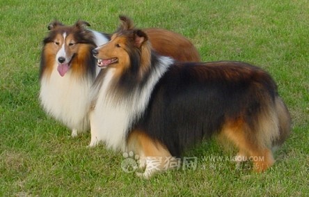 宠物狗买多少钱的合适养,狗的价格表宠物狗种类