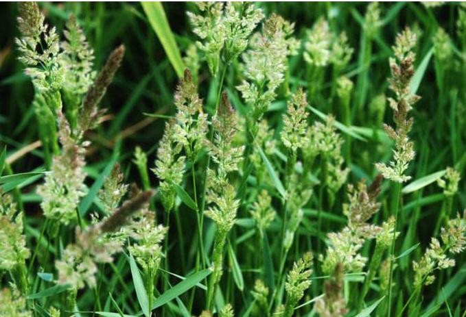 农村常见300种野草图片,农村常见100种野草图片及名称