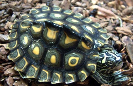 乌龟流貂蝉怎么玩,乌龟貂蝉