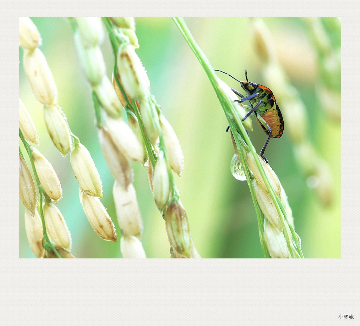 秋风秋雨秋世界—虫虫集