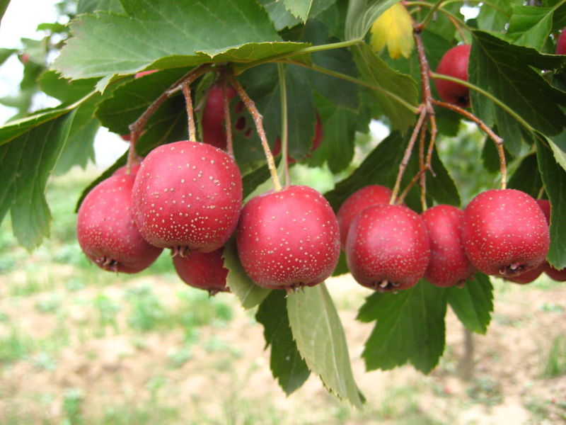 商洛景区当地小吃特产,商洛地区哪个县的特产最好