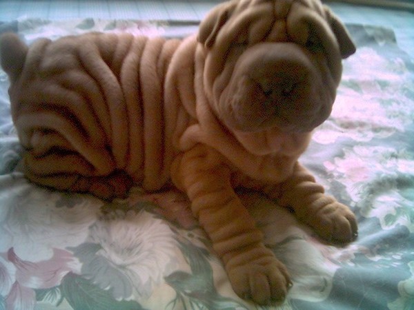 宠物狗买多少钱的合适养,狗的价格表宠物狗种类