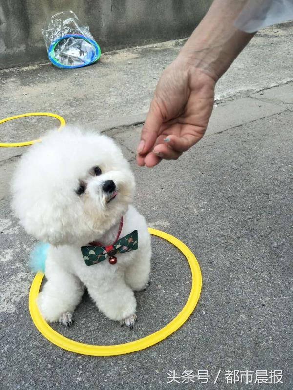 最萌宠物票选大赛,徐州宠物赛