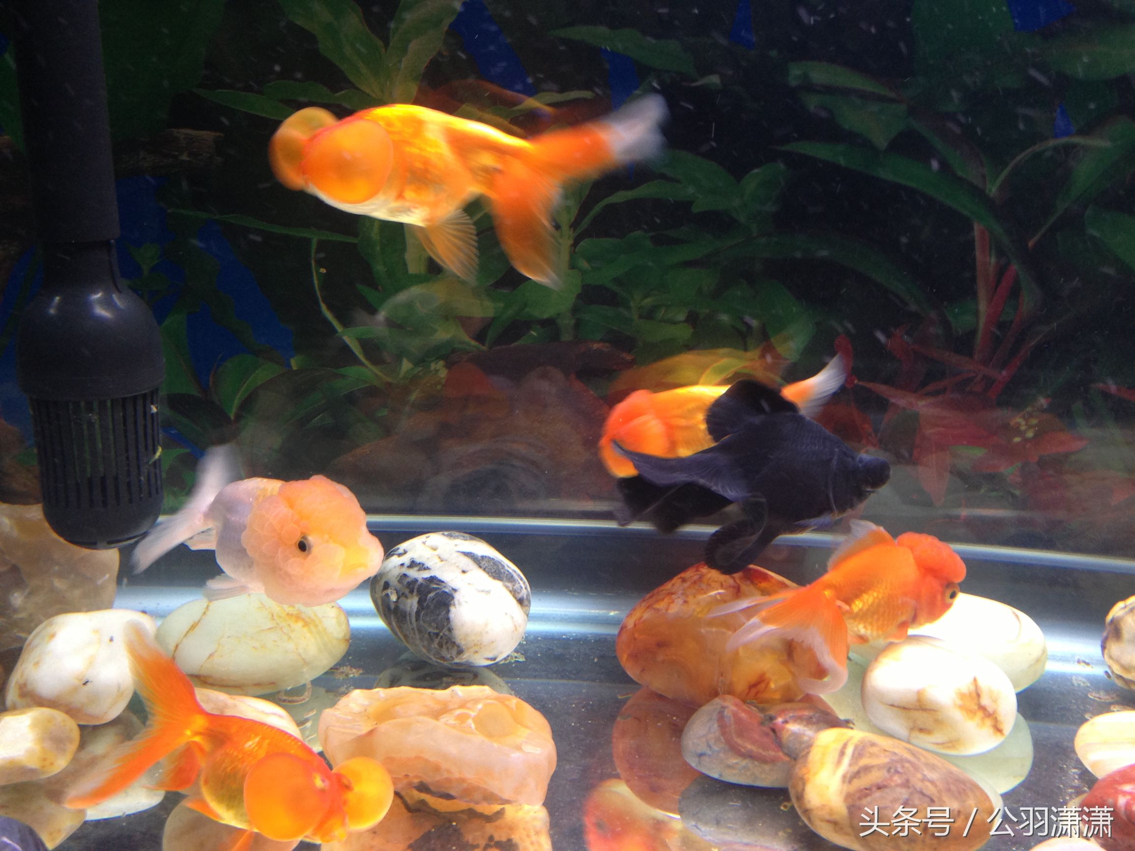 养金鱼的鱼缸需要换水吗,鱼缸养金鱼的方法和技巧视频讲解