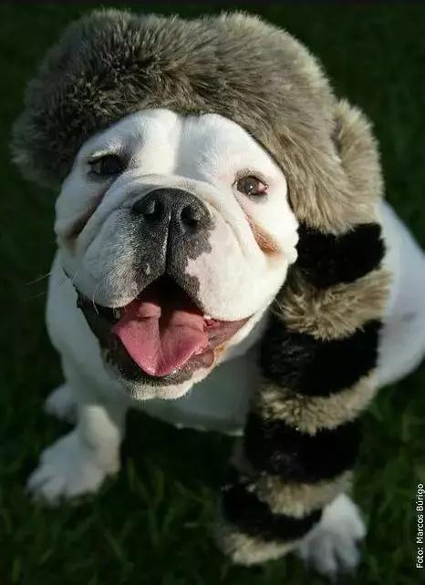 一梦谈狗：英牛那么丑，价格又贵，为什么还有那么多人养？