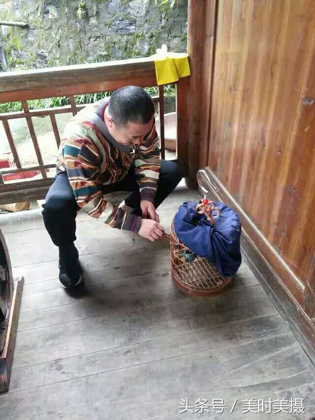 稀奇,这位农民竟懂鸟语?一分钟教你听懂画眉鸟在说什么