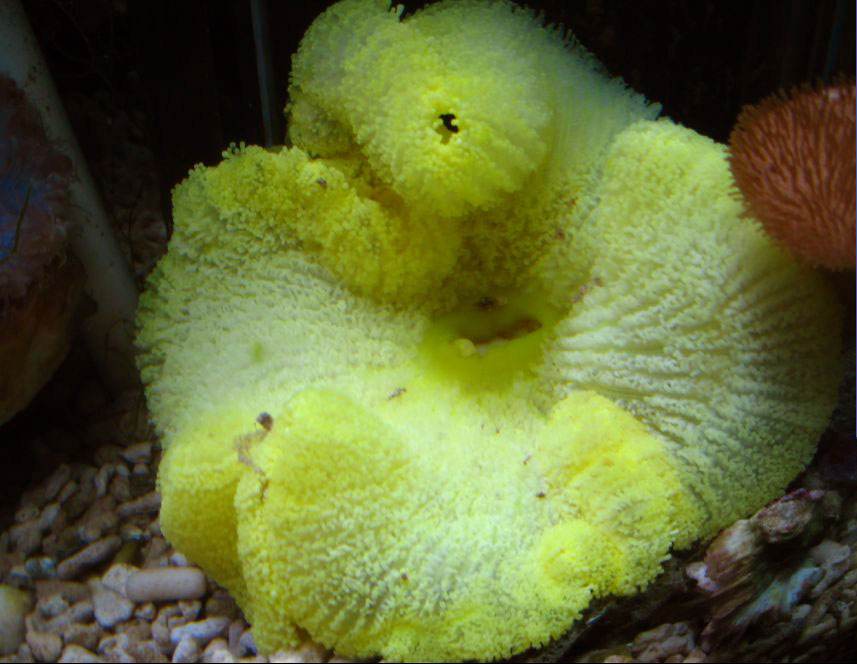 能活1000年的水熊虫,能活1000多年的水熊虫