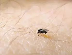 家里有小飞虫和蚊子怎么消灭,对付家里的小飞虫