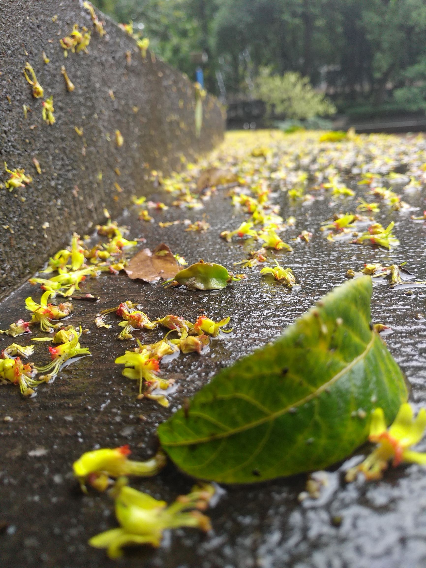 树顶长黄花的草药,山上开黄花的中草药