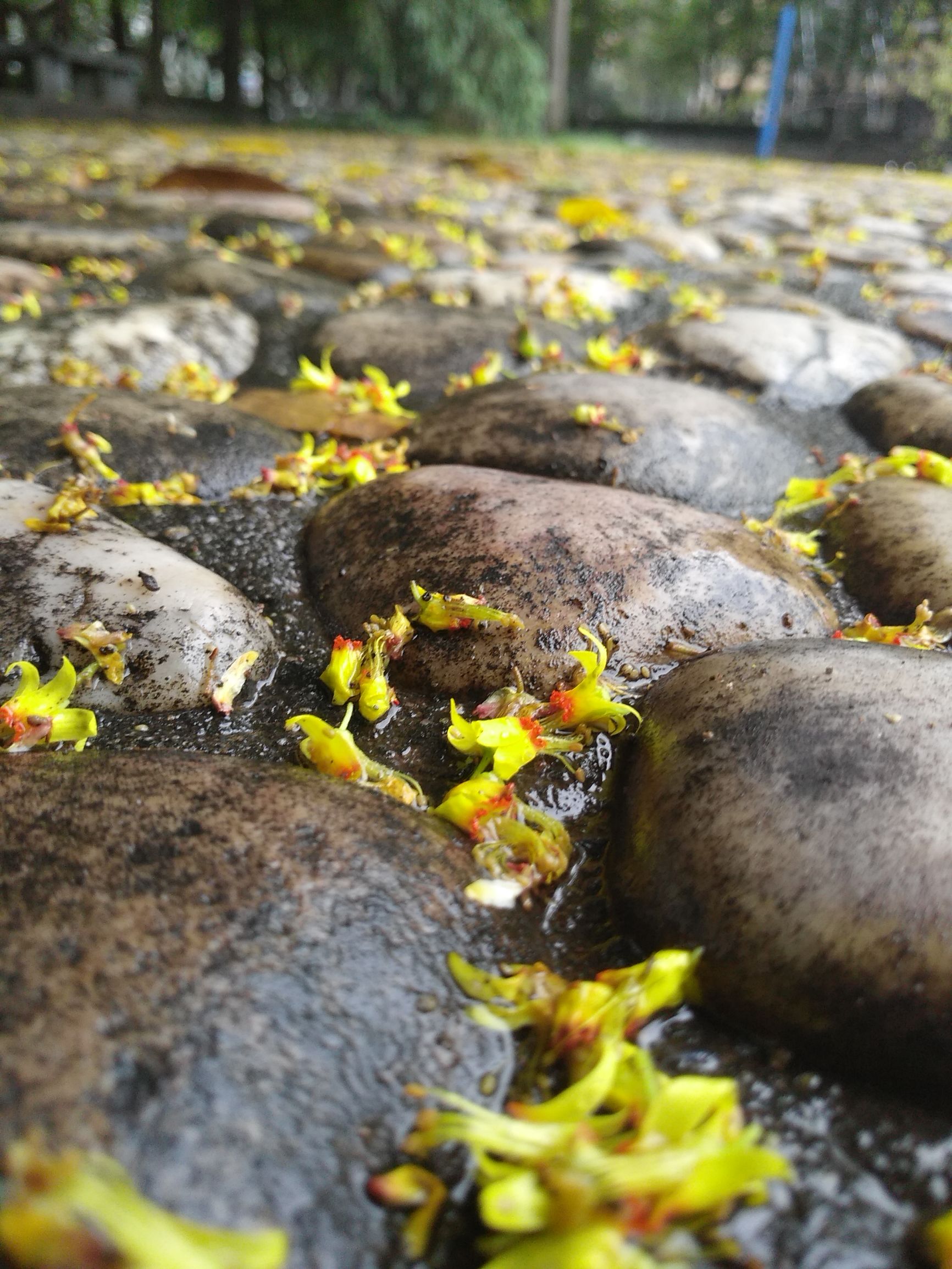 树顶长黄花的草药,山上开黄花的中草药