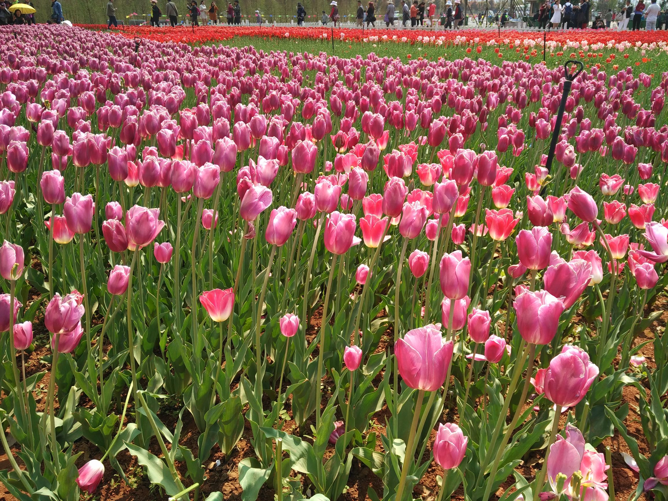 高雅的郁金香怎么画,高雅的郁金香花束