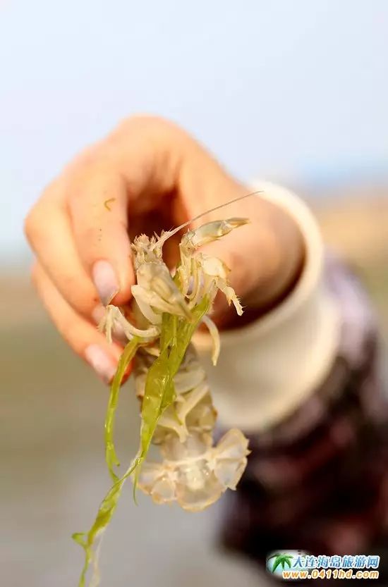 国庆大连去哪个海岛,国庆八天假去哪玩江西