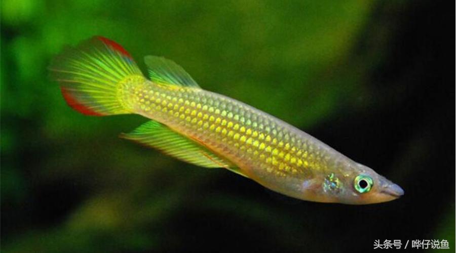 50块钱一条金龙鱼,2万元一条金龙鱼