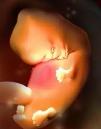 生命的由来胚胎发育全过程动画,生命发育的过程