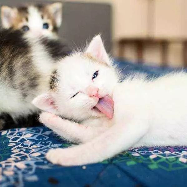 盘点那些笑到笑不出声的猫咪,十六种猫咪