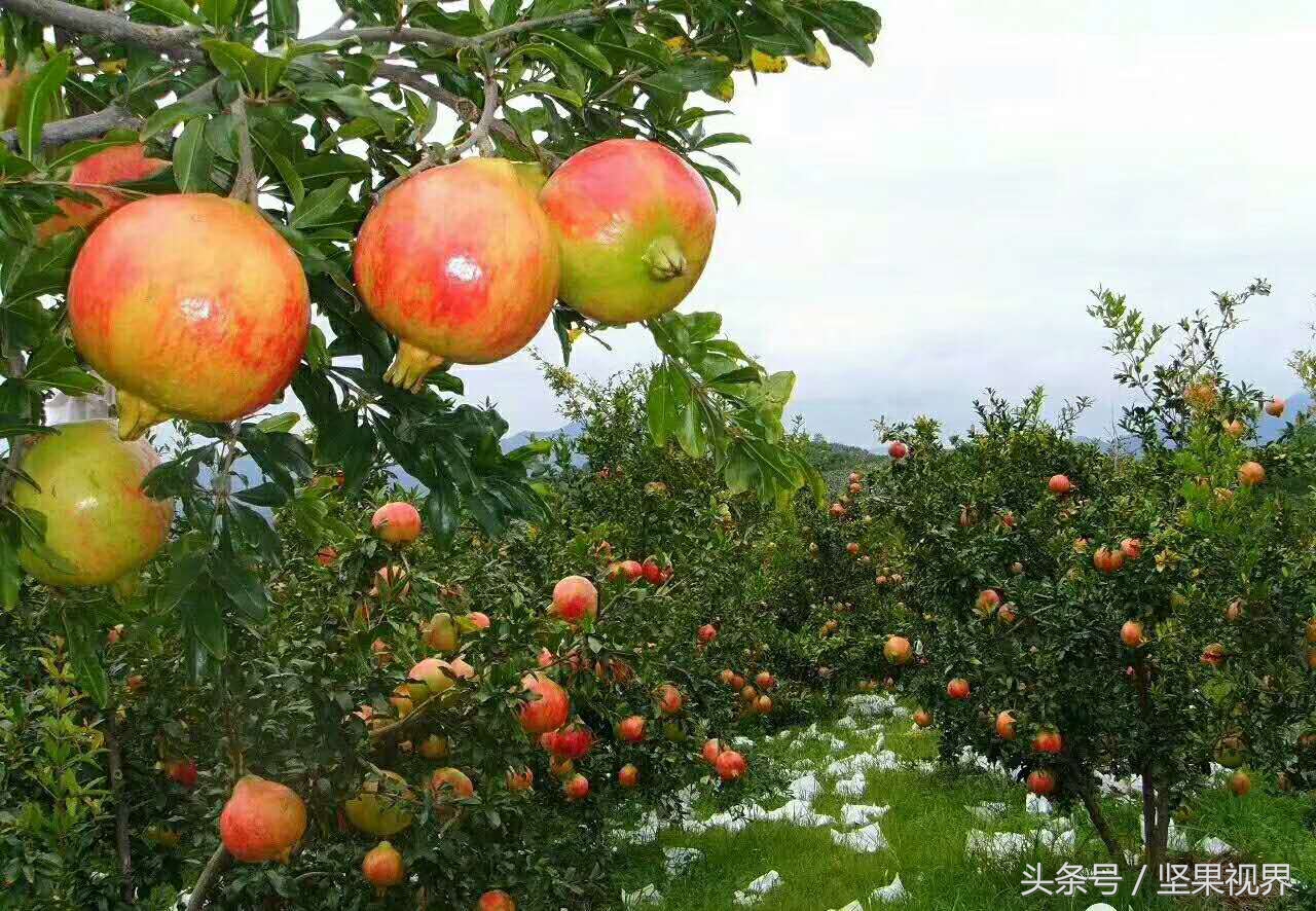 正宗会理石榴突尼斯软籽石榴,好吃不吐籽的突尼斯软籽石榴来了