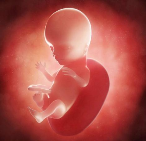 生命的由来胚胎发育全过程动画,生命发育的过程