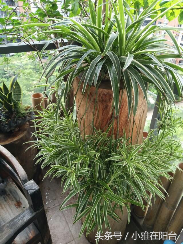 吊兰怎么养才能旺盛容易开花,室内养的吊兰有哪些品种及图片