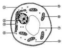 高中生物：高考中的明星生物──酵母菌