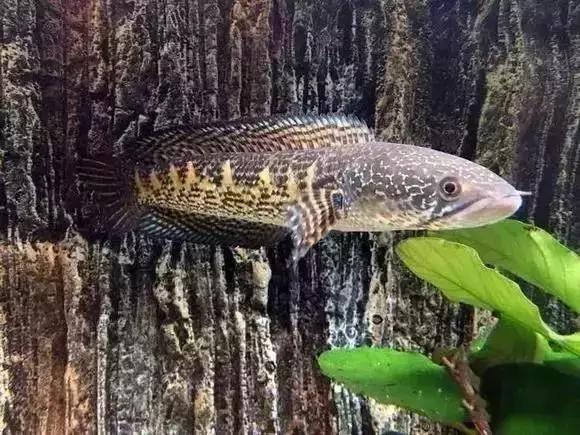家装水景鱼缸造型全景,家居水景大号