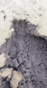 抓甲鱼视频100斤大甲鱼,甲鱼高手视频教程