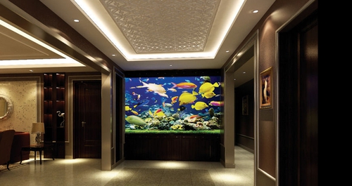 新手怎么挑选一款好点的鱼缸,品牌鱼缸和定制鱼缸