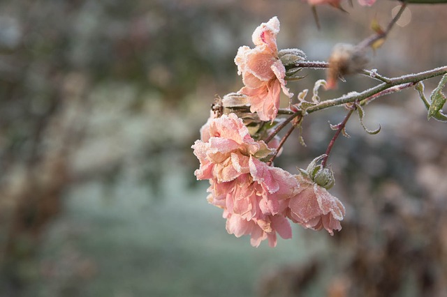 我特别爱你早安图片,我特别爱你英文