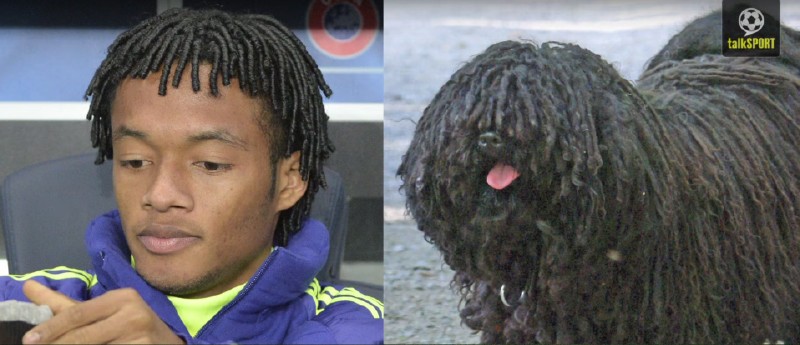 太像了！太像了！你喜欢的足球运动员像什么动物？