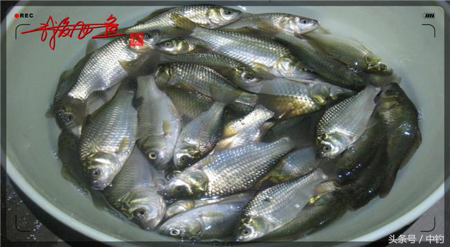 乌河湿地公园夜钓鱼,乌水边夜钓