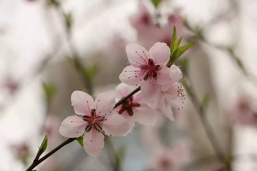 南京十大赏花胜地,南京玄武湖春季赏花攻略请收好