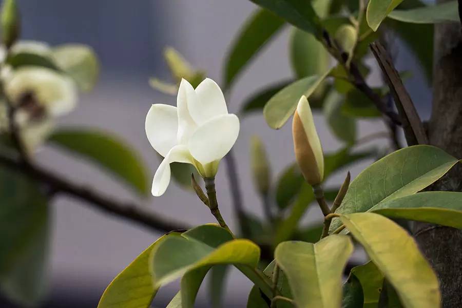 南京十大赏花胜地,南京玄武湖春季赏花攻略请收好