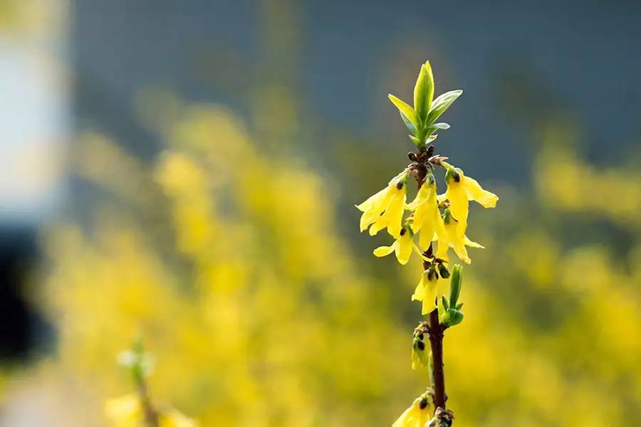 南京十大赏花胜地,南京玄武湖春季赏花攻略请收好