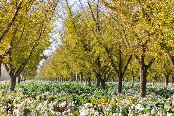 让我醉倒在泉边歌词,让我醉倒在池边歌词