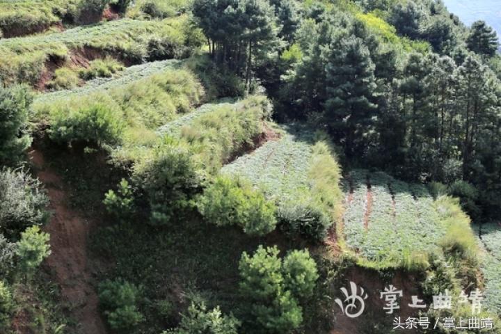 晏廷章：陡红山上种当归