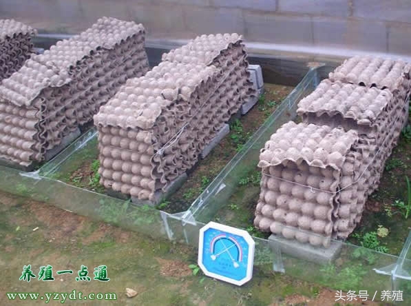 蝎子养殖的五要素,蝎子正确的养殖方法