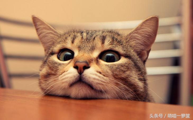 怎样才能判断出猫咪的性格,这几点决定猫咪的性格