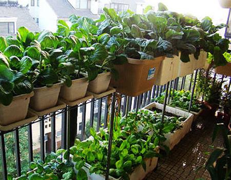 阳台种菜的步骤和方法,阳台种菜的方法全过程