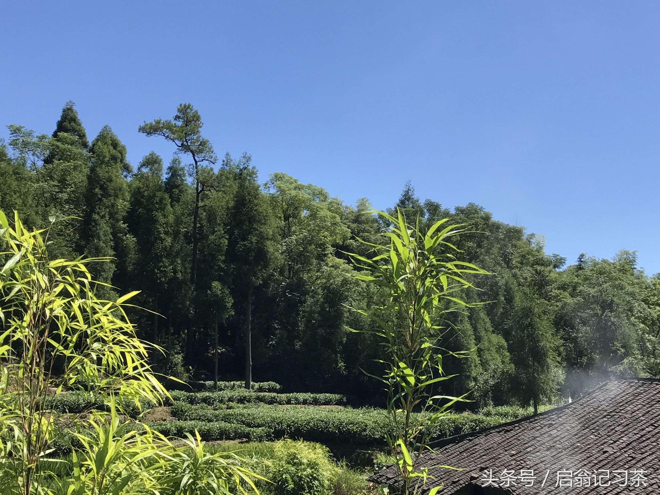 有关茶叶的回甘生津的视频,茶叶苦回味甘甜是什么茶