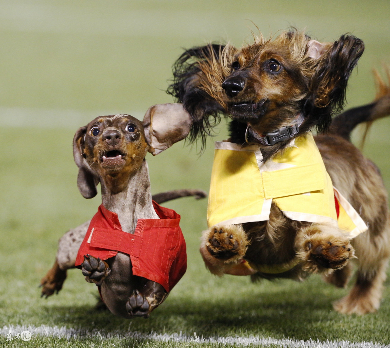 科普篇关于狗狗发情的小知识