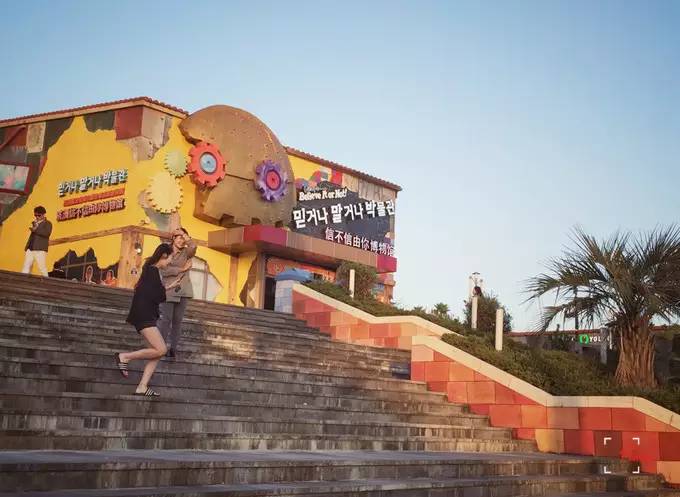 做一只治愈的猫,做一只快乐的柴犬