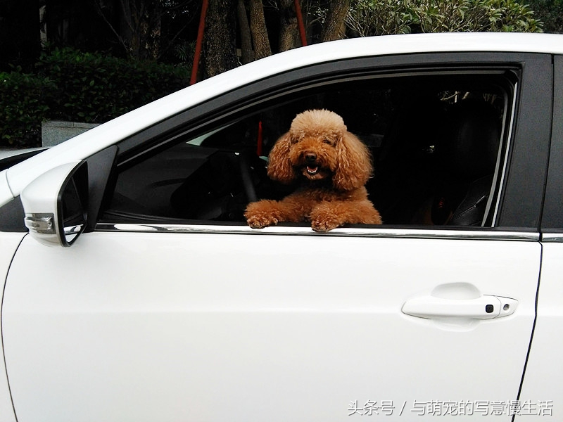 带上狗狗去旅行，“犬行天下”时带些什么装备好？