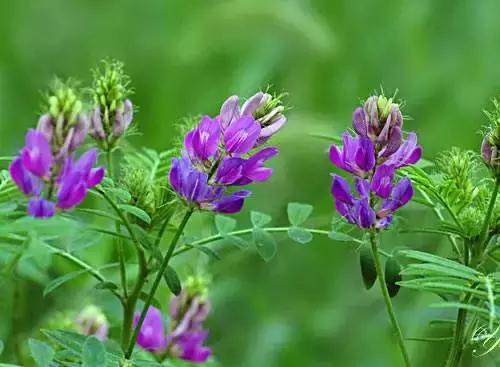鸠歌湾，大北山怀里的“小江南”