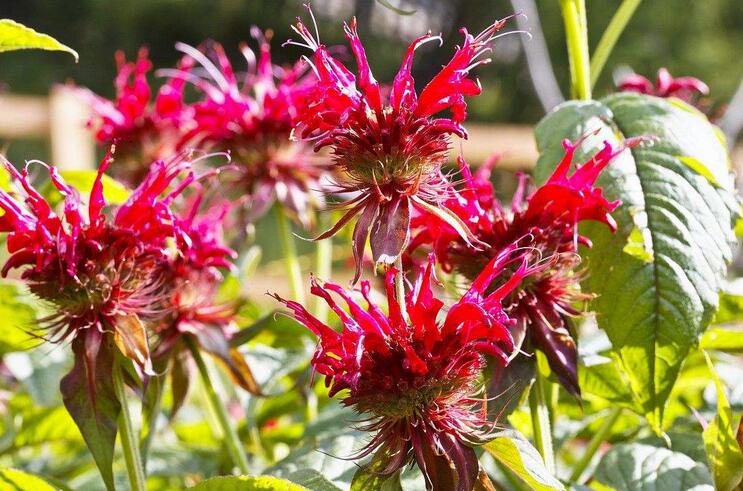 神奇！“花”也能活血调经抗衰老！让女人像花一样美丽！