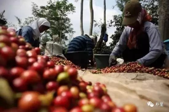 猫屎咖啡的由来和传说,传说中的猫咪咖啡