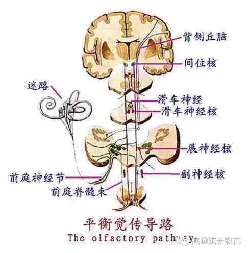 前庭觉失调的孩子专注力,前庭觉失调的孩子能沟通吗