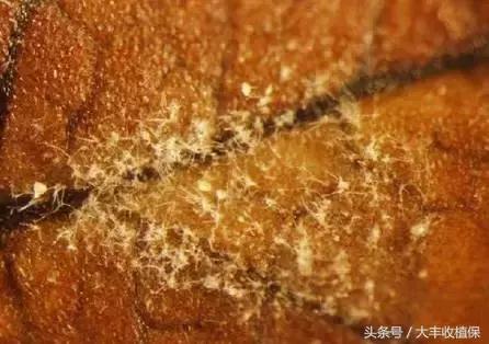 草莓蛇眼病的防治方法,草莓蛇眼病用什么农药