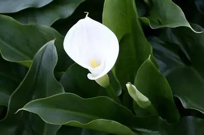 海芋和马蹄莲是同一种植物么,海芋和马蹄莲的区别在哪里